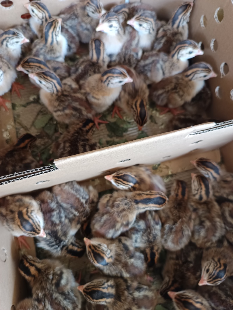 珍珠鸡苗品种质量保证厂家直销