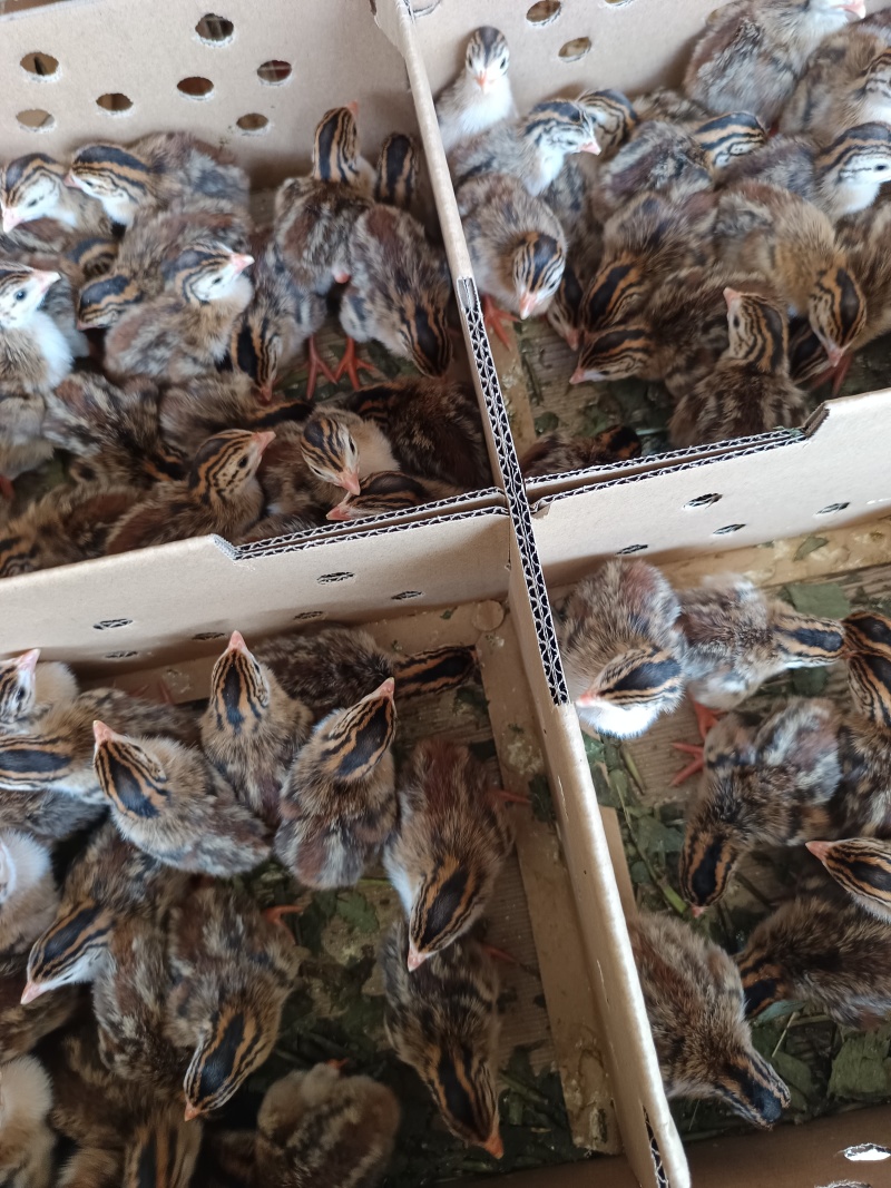 珍珠鸡苗品种质量保证厂家直销