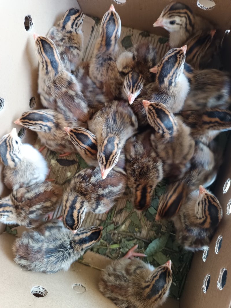 珍珠鸡苗品种质量保证厂家直销