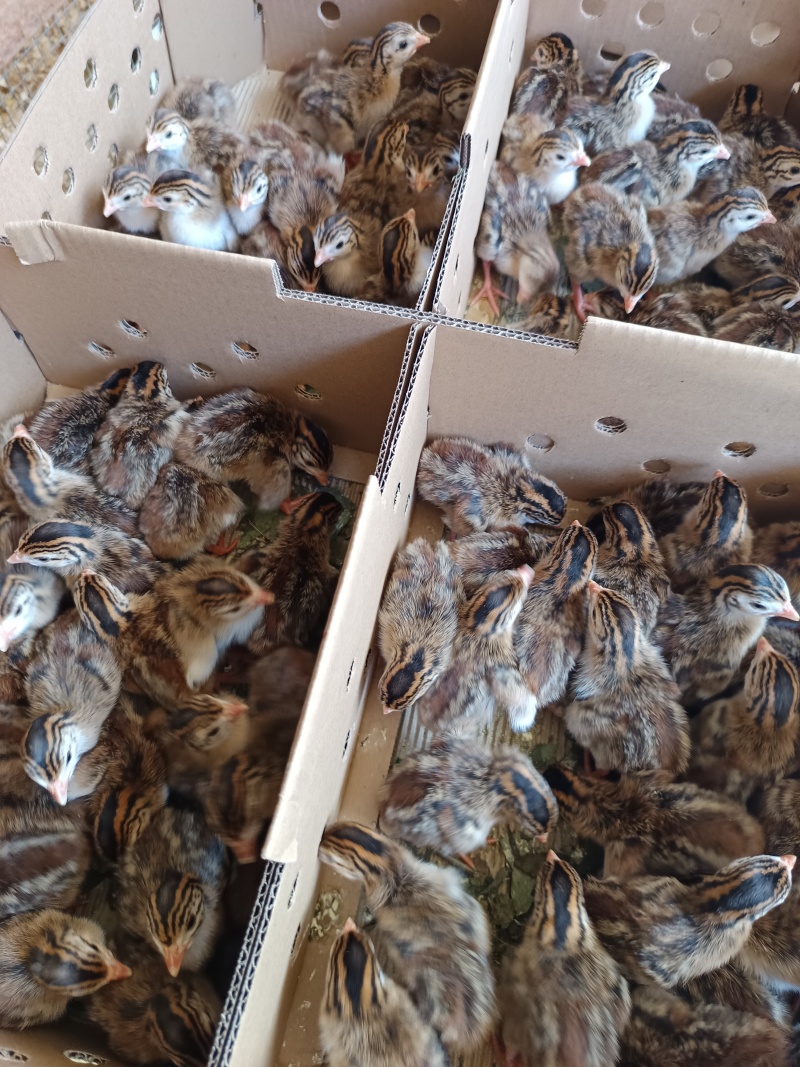珍珠鸡苗品种质量保证厂家直销