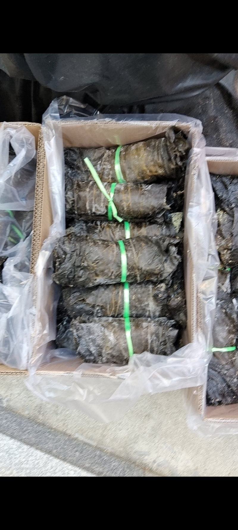 福建莆田湄洲岛日晒海带干海带卷海带片厚实无沙箱装标准件商