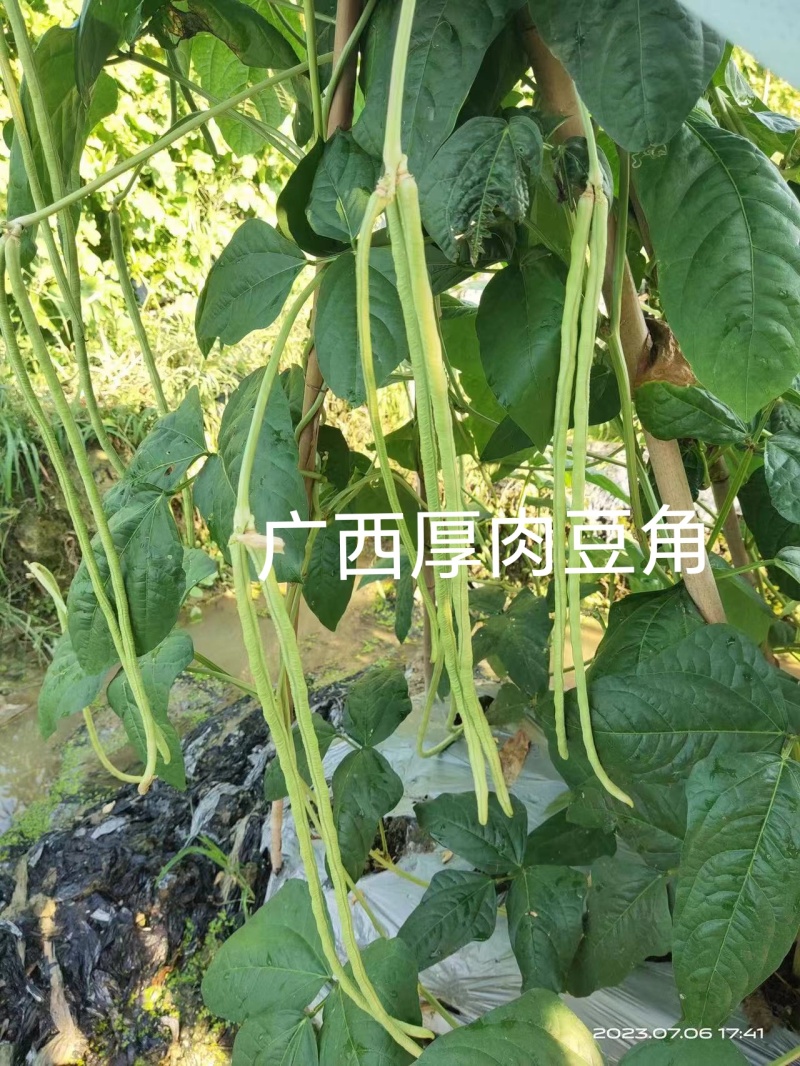 双荚率高肉厚顺直耐热耐湿鼠尾少保证厂家发货