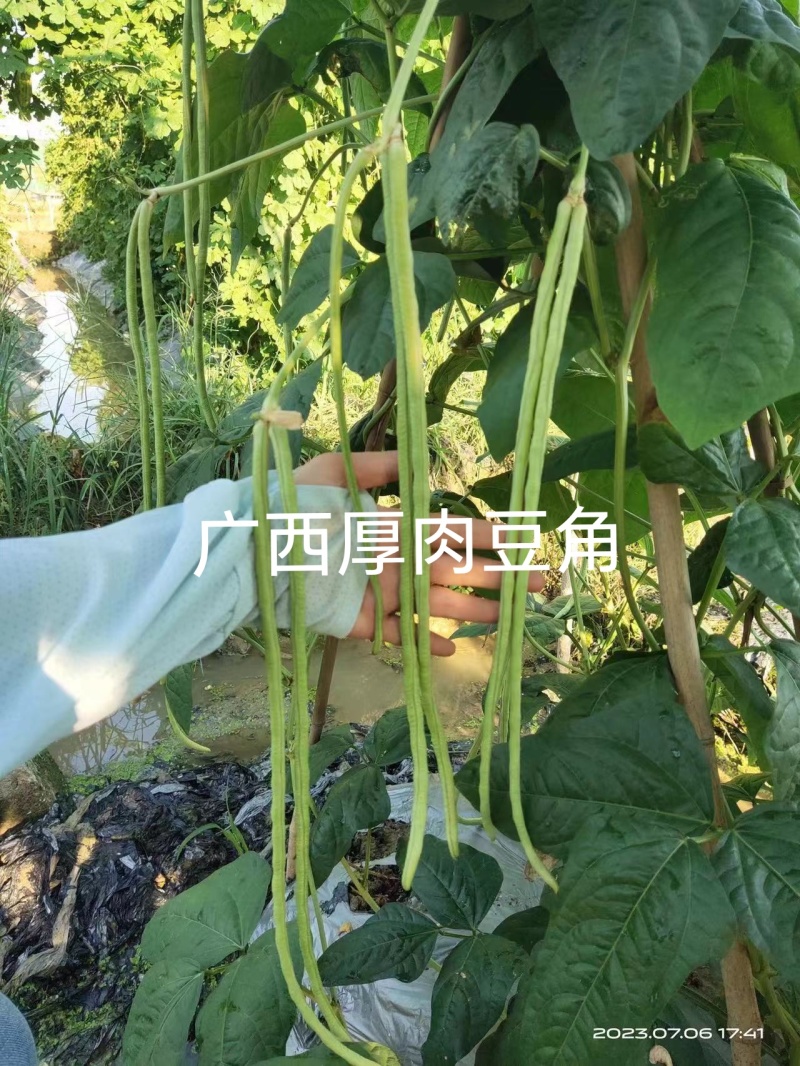 双荚率高肉厚顺直耐热耐湿鼠尾少保证厂家发货