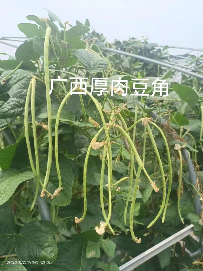 双荚率高肉厚顺直耐热耐湿鼠尾少保证厂家发货