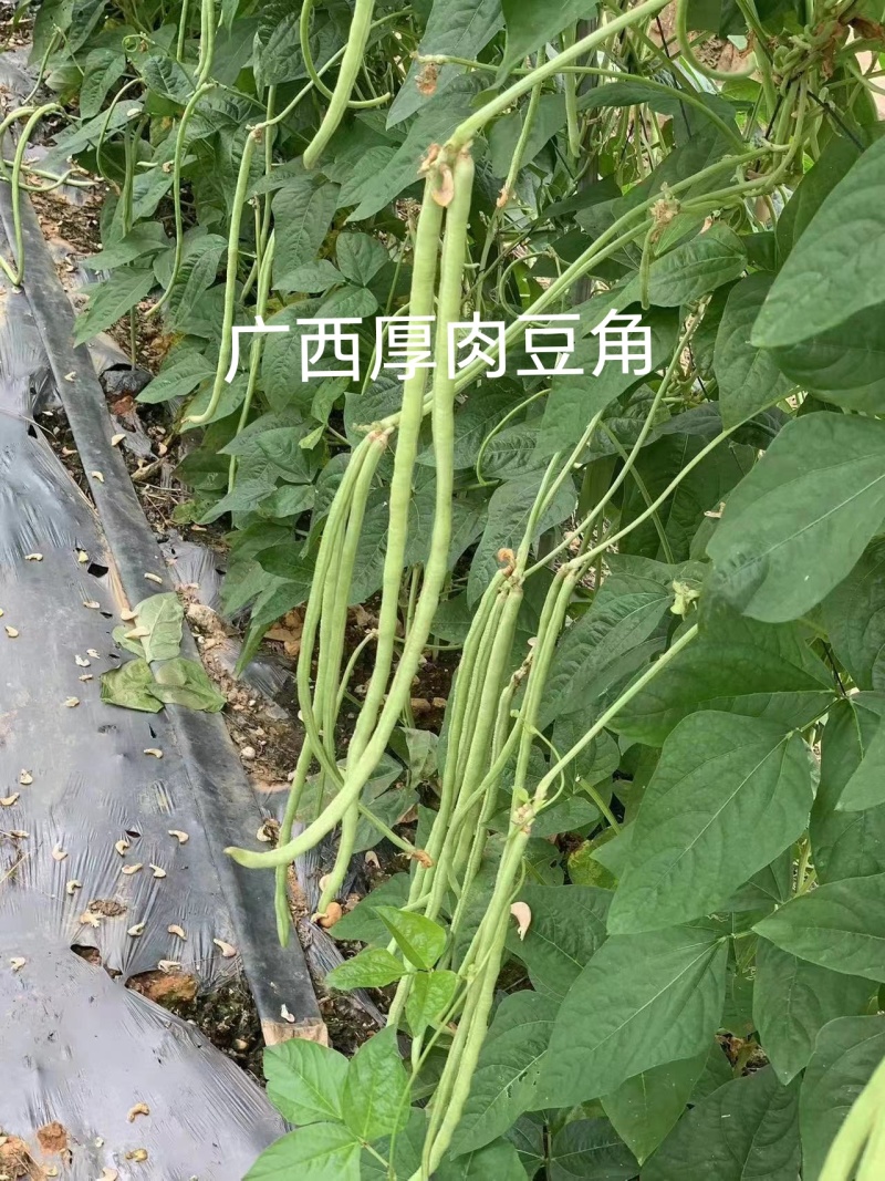 双荚率高肉厚顺直耐热耐湿鼠尾少保证厂家发货
