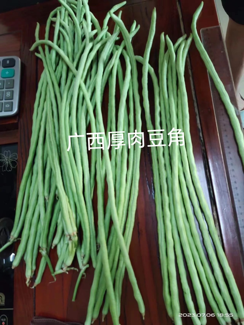 双荚率高肉厚顺直耐热耐湿鼠尾少保证厂家发货