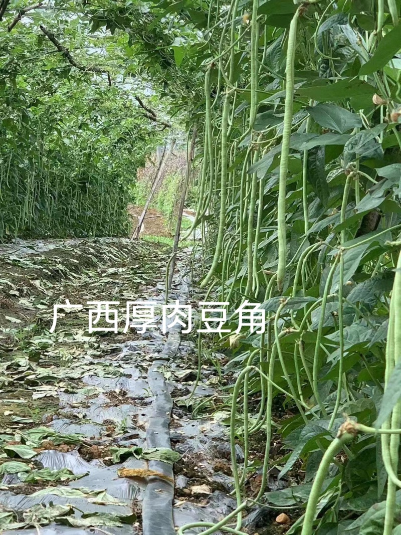 双荚率高肉厚顺直耐热耐湿鼠尾少保证厂家发货