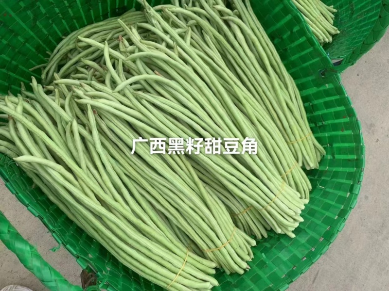 双荚率高肉厚顺直耐热耐湿鼠尾少保证厂家发货