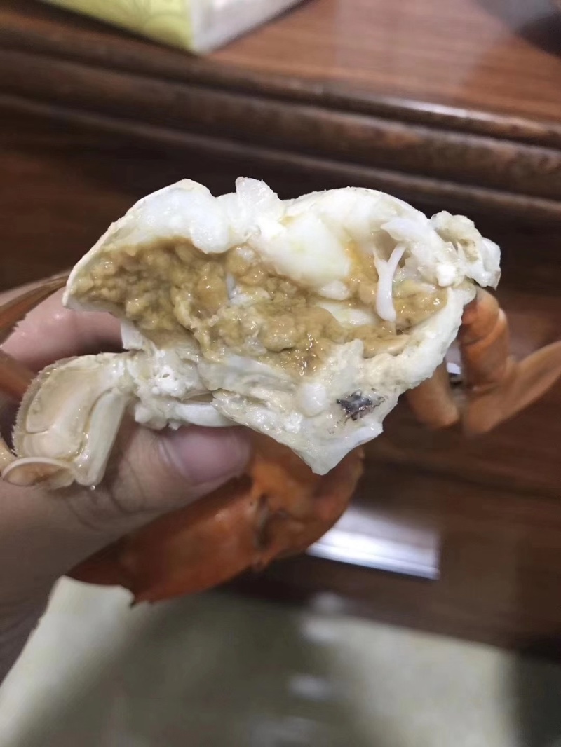 【锯缘青蟹】当季的燕母蟹季节性好物推荐肉质爆满鲜甜螃蟹