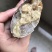 【锯缘青蟹】当季的燕母蟹季节性好物推荐肉质爆满鲜甜螃蟹
