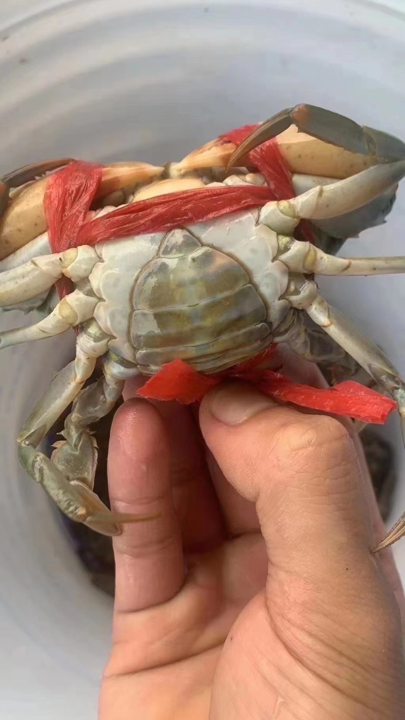 【锯缘青蟹】当季的燕母蟹季节性好物推荐肉质爆满鲜甜螃蟹