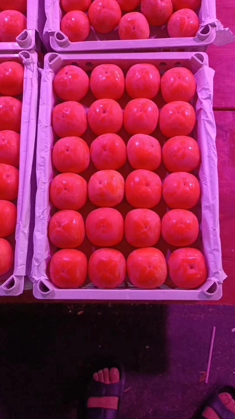 精品火葫芦柿子产地直发，品质保证，可洽谈