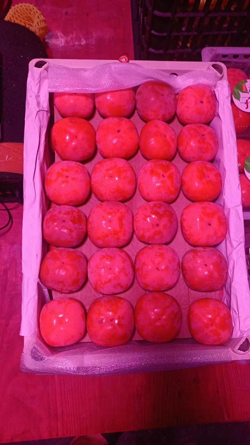精品火葫芦柿子产地直发，品质保证，可洽谈