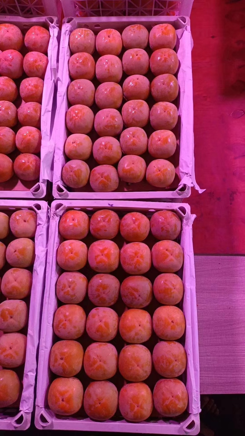 精品火葫芦柿子产地直发，品质保证，可洽谈
