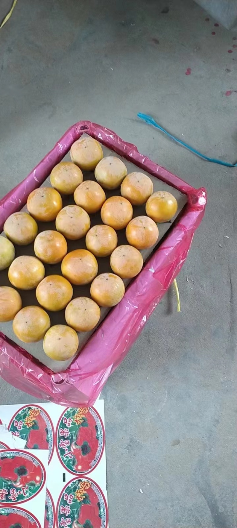 陕西精品火葫芦柿子，品质保证，产地直发，可洽谈