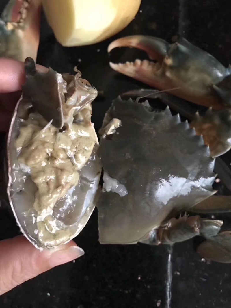 【锯缘青蟹】当季的燕母蟹季节性好物推荐肉质爆满鲜甜螃蟹