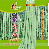 中早熟豆荚长荚肉狗厚浅绿色豆荚略粗品种佳厂家发货品种保证