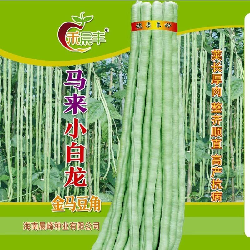 中早熟豆荚长荚肉狗厚浅绿色豆荚略粗品种佳厂家发货品种保证
