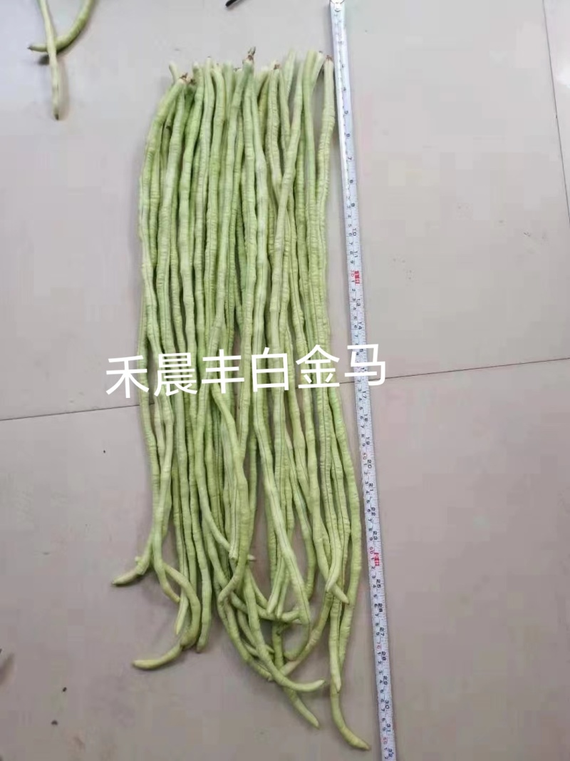 中早熟豆荚长荚肉狗厚浅绿色豆荚略粗品种佳厂家发货品种保证