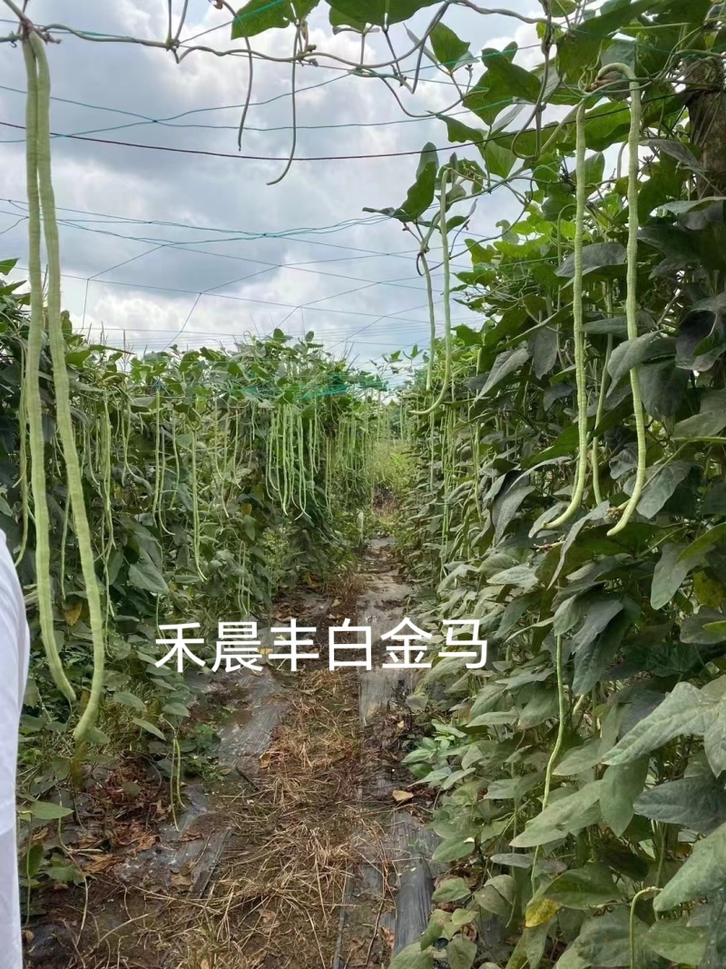 中早熟豆荚长荚肉狗厚浅绿色豆荚略粗品种佳厂家发货品种保证