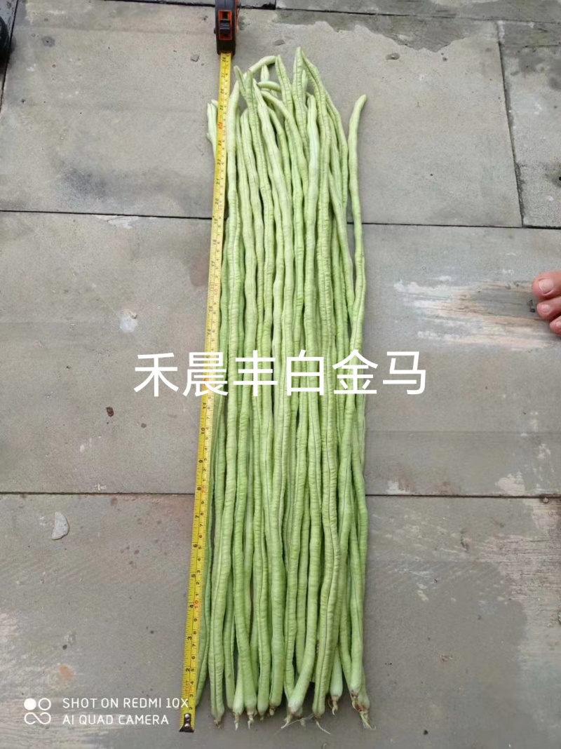 中早熟豆荚长荚肉狗厚浅绿色豆荚略粗品种佳厂家发货品种保证
