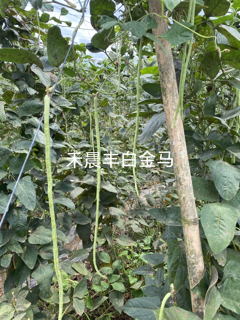 中早熟豆荚长荚肉狗厚浅绿色豆荚略粗品种佳厂家发货品种保证