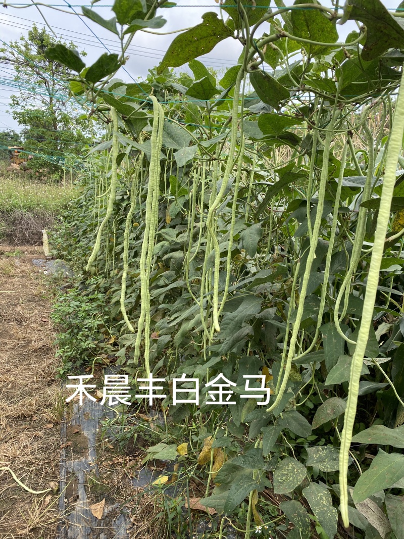 中早熟豆荚长荚肉狗厚浅绿色豆荚略粗品种佳厂家发货品种保证