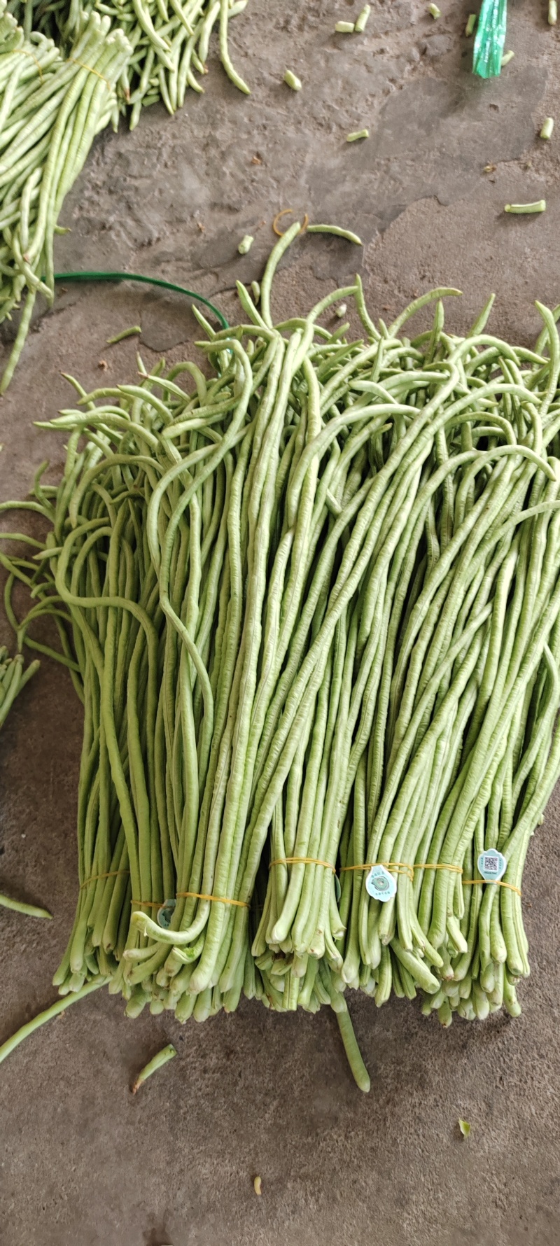 中早熟豆荚长荚肉狗厚浅绿色豆荚略粗品种佳厂家发货品种保证