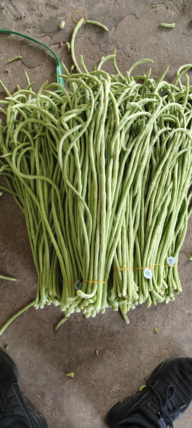 中早熟豆荚长荚肉狗厚浅绿色豆荚略粗品种佳厂家发货品种保证