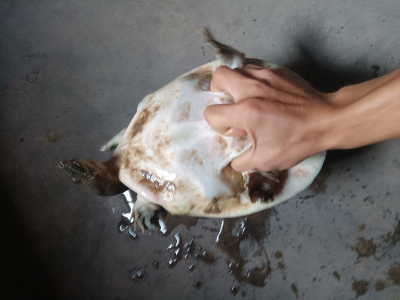 十年老塘甲鱼
