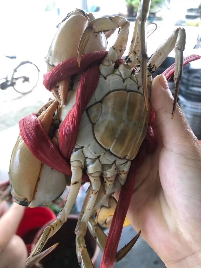 【锯缘青蟹】当季的燕母蟹季节性好物推荐肉质爆满鲜甜螃蟹