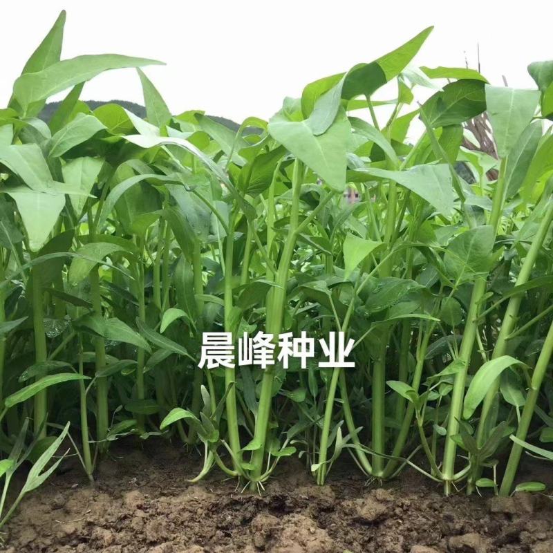 耐热口感脆纤维少品质好产量高适应性广品质保证厂家发货
