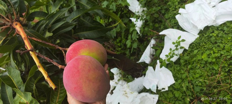 热龙芒白袋黄袋都已上市量大质优欢迎来电咨询