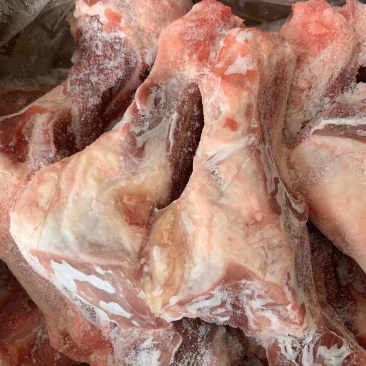 前腿骨