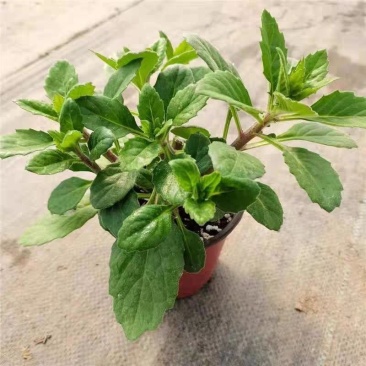 片仔癀草苗盆栽新鲜真品种食用有机天然去火嫩叶鲜叶清热片仔