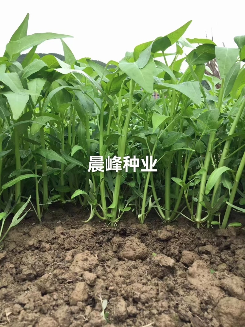 耐热口感脆纤维少品质好产量高适应性广品质保证厂家发货