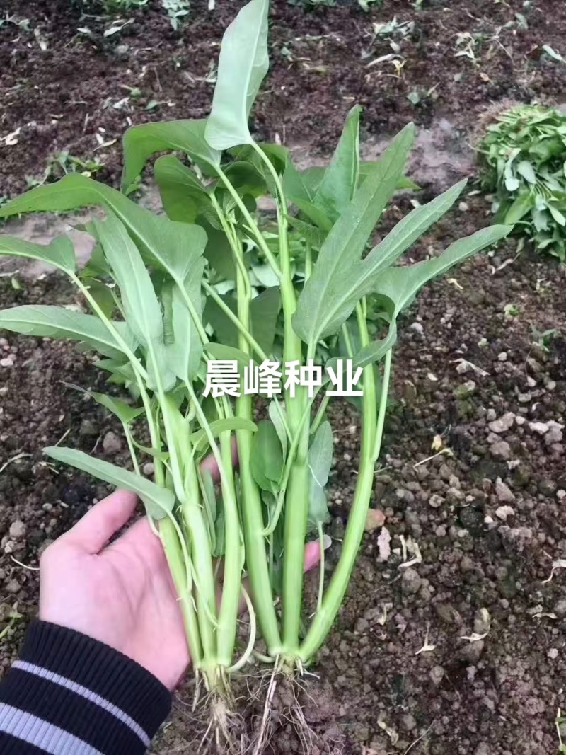 耐热口感脆纤维少品质好产量高适应性广品质保证厂家发货