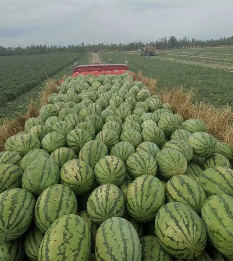 宁夏硒砂瓜宁夏西瓜甘甜多汁产地直达