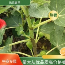 波姬红无花果杯苗，当年种植当年挂果。杯苗上车价。裸苗包邮