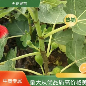波姬红无花果苗,当年种植当年挂果。一叶一果。裸苗包邮