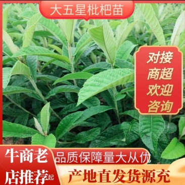 大五星枇杷杯苗保证品种纯度免费提供技术指导服务但不包运费