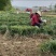 川麦冬-无硫-产地直销-产品溯源-年供千吨-四川绵阳