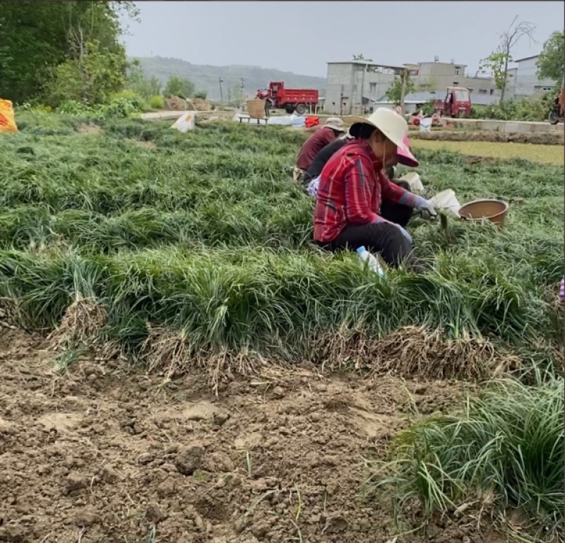 川麦冬-无硫-产地直销-产品溯源-年供千吨-四川绵阳