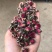 花冠，金边花冠，墨红玫瑰，一手货源，价格实惠