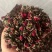 花冠，金边花冠，墨红玫瑰，一手货源，价格实惠