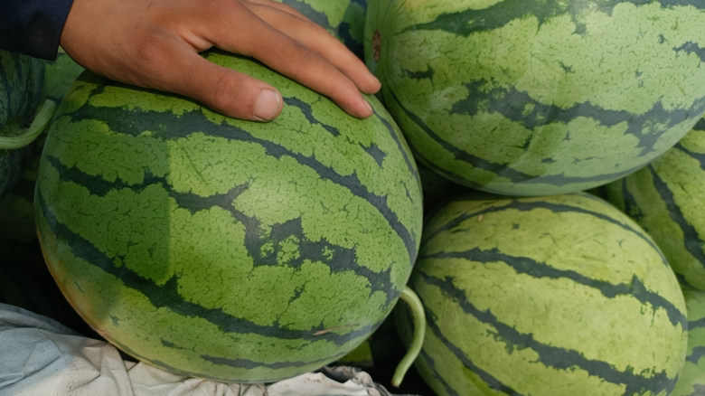 展示甜王西瓜与京欣西瓜的外观对比,甜王皮色更浅,京欣带有明显黑条纹 甜王西瓜与京欣西瓜对比图