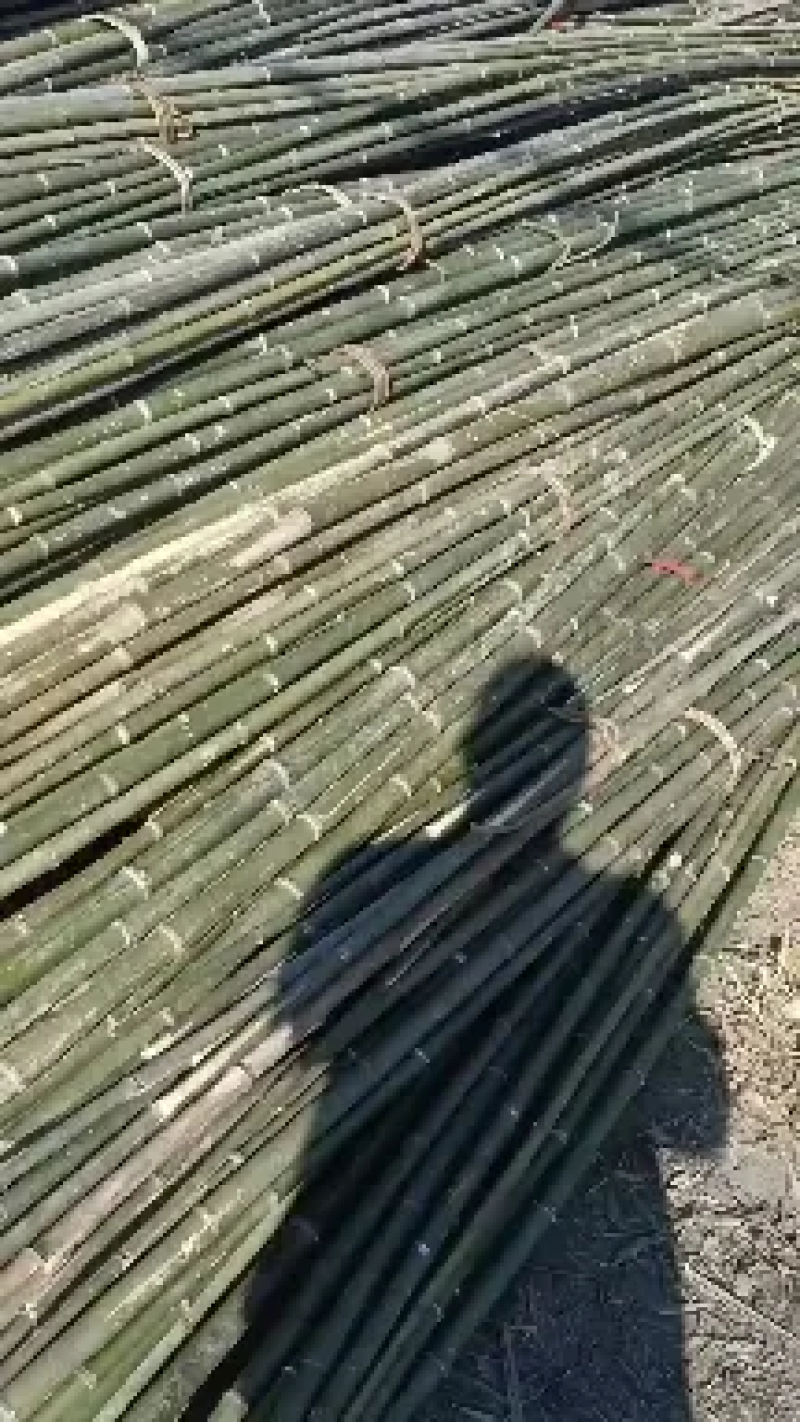 各种规格的节短，根部粗的，山竹，金竹，韧性，硬度好。