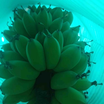 大自然赋予鲜美美味营养健康食品香蕉