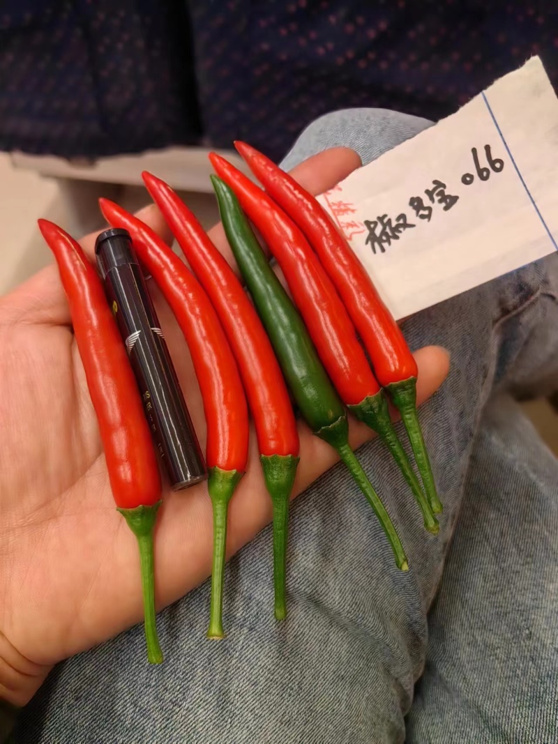 全新改良长把大果型朝天椒光滑顺直坐果能力强品质保证厂家发