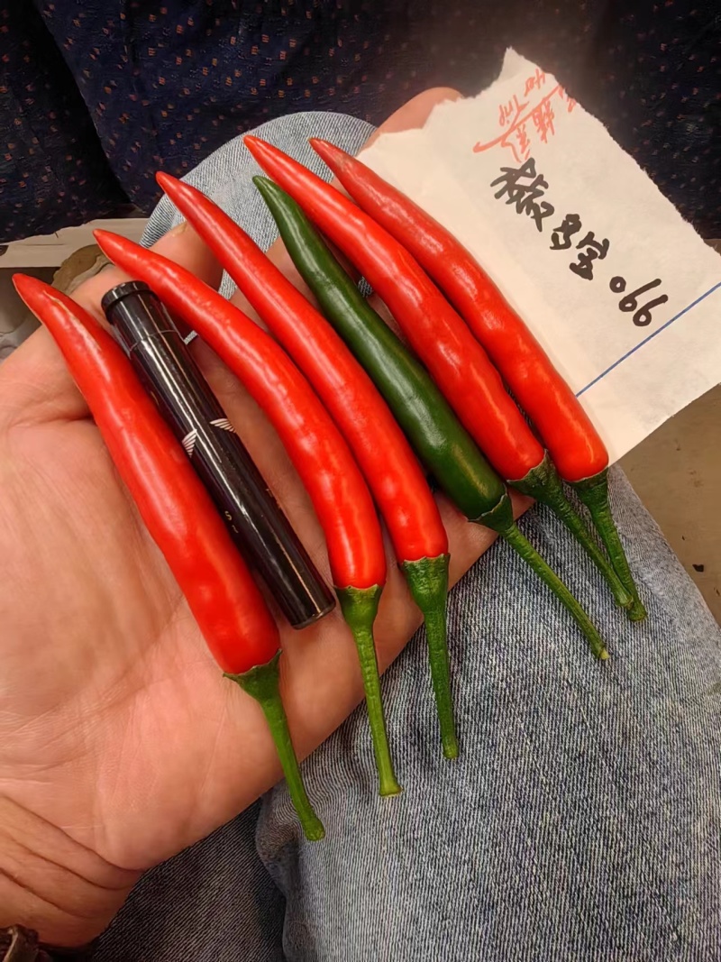 全新改良长把大果型朝天椒光滑顺直坐果能力强品质保证厂家发
